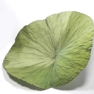 DRIED <strong>LOTUS</strong> <strong>LEAF</strong> - BEST PRODUCT for DECORATE - HIGH QUALITY From VIETNAM - Product Image 5
