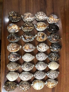 En çok satan deniz kabukları renkli deniz kabuğu ile karışık çeşitli boyutlarda Premium kalite deniz kabukları ihracat için ucuz fiyata - Product Image 5