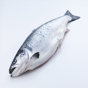 サーモンホールフレッシュ5kg-完璧な品質-魚 | プレリガーサーモンホールガットは、捕まえられてから2時間未満で処理されました。