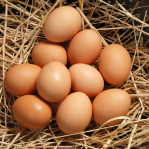 ฟาร์มไข่ไก่สดโต๊ะ สีน้ําตาลและสีขาว สด สีน้ําตาล ขาวไข่โต๊ะ / ไข่ไก่สด