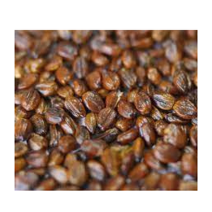 SEABUCTHORN tohum taşıyıcı yağ Premium kalite E vitamini zenginleştirilmiş OEM cilt kullanımı toplu satın toptan fiyat Kanha doğa yağlar hindistan