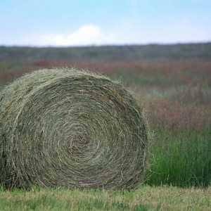 Fieno di erba medica essiccato al sole verde fieno disponibile alla rinfusa per programmi di alimentazione per animali da fattoria e Ranch