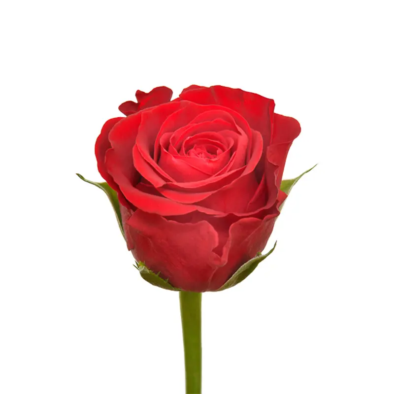 Flores del Día DE LA Madre Kenyan Fresh Cut Rose Red 3,5 cm Headsize 42cm Stem Venta al por mayor Flor de corte fresco Flores de boda