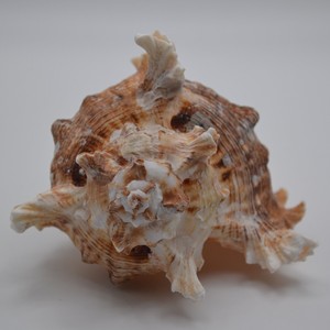 เปลือกหอยธรรมชาติของ chicoreus ramosus murex opercule เปลือกหอยจากชายหาด - Product Image 6