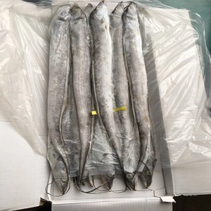 Cá ruy băng (lepturacanthus savala) từ ratnagiri, kokan, mumbai - Product Image 2