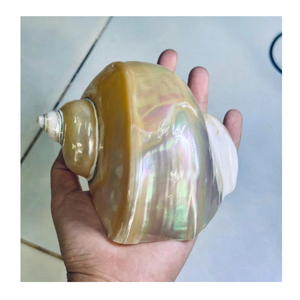Conch Shell aus Vietnam in Grün und Weiß für Shell-Sammlungen und Kunstprojekte von 99 Gold Data Exporter - Product Image 4