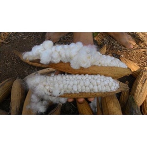 Kapok Fiber-yüksek kalite ile en iyi fiyat - Product Image 4