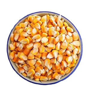 Gdo olmayan beyaz ve sarı mısır/mısır düşük fiyat - Product Image 3