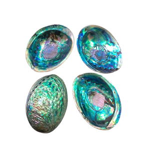 Abalone Shell Hot Popular Factory Wholesale Price Abalone Shell 99GD <strong>Paua</strong> New Zealand Green Polished Seashells Mother of Pearl - Product Image 1