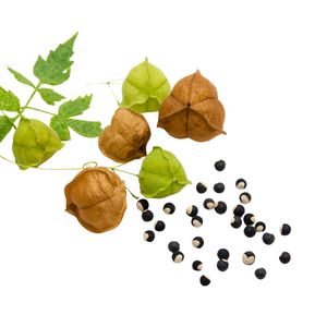 สมุนไพรเกรด 100% อินทรีย์ทั้งรูปแบบและผงสารสกัดจากพืชแห้งรักในพัฟจากผู้ขายแหล่งกําเนิดสินค้าศรีลังการายการชั้นนํา - Product Image 3