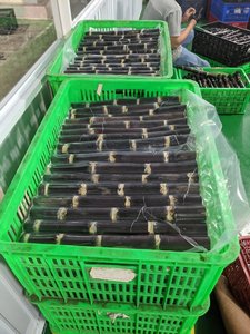 驚くべき輸出取引-高品質のベトナムのスガルカンと冷凍ピーリングスガルカン、大量に入手可能