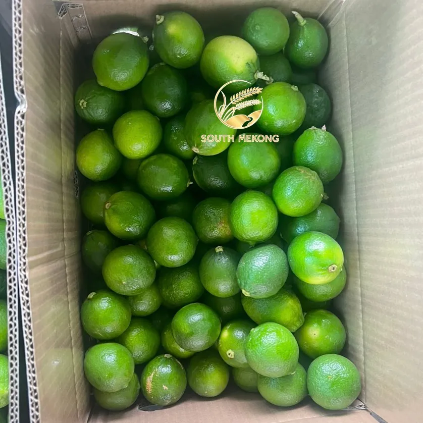 Sans pépins vert citron vert couleur naturel Vietnam citron fruits frais Place modèle agrumes WA 0084972678053