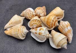 Conch <strong>Shells</strong> for Home Decoration and Handicraft - Natural Seashell From Vietnam // Ms. Beatrix - Product Image 4