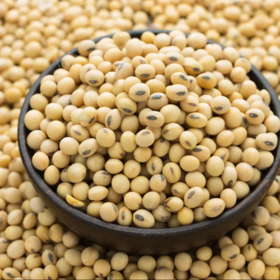 Granos de soja de buena calidad de alta calidad sin OGM Grano de soja crudo a granel