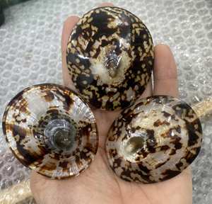 El sanatları için yüksek kaliteli Limpet kabuk deniz kabuğu ve kabukları - Product Image 2