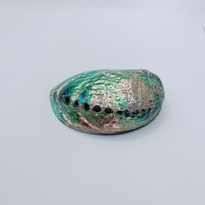 Großhandel Abalone Shells: Ihre Quelle für große Mengen und Qualität - Product Image 3
