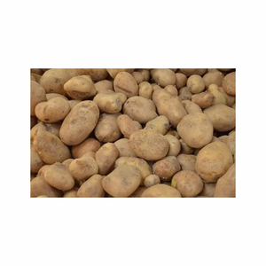 High Quality Fresh <strong>Potato</strong> From <strong>USA</strong> White <strong>Potatoes</strong> Global Suppliers Top Grade Fresh Vegetable <strong>Potato</strong> Customized Packaging - Product Image 2