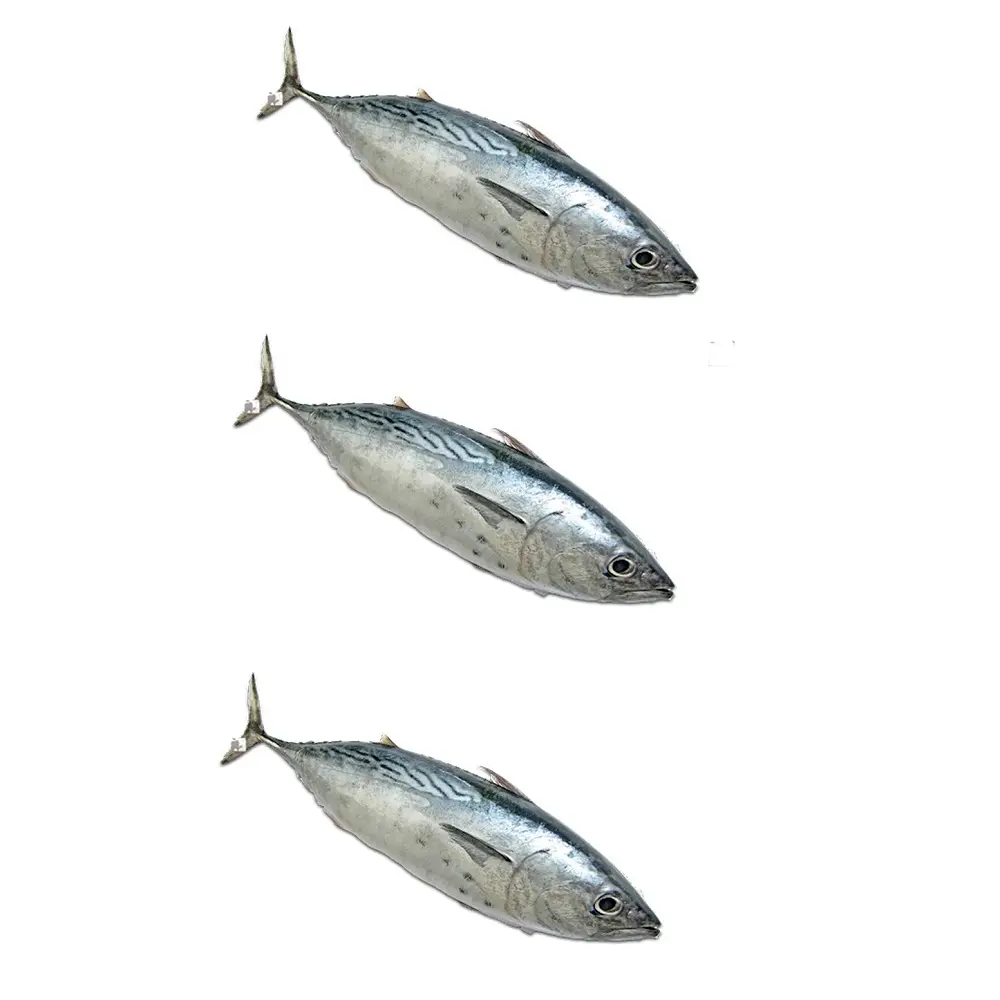 Commercio all'ingrosso di tonno congelato pesce disponibile per la vendita di tonno fresco per la vendita all'ingrosso di tonno pesce per la vendita
