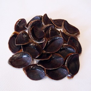 หอยแมลงภู่แห้ง murex operculum ทั้งชิ้นในบรรจุภัณฑ์ถุง - Product Image 1