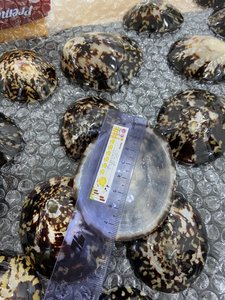 Natürliche Schnecken häuser polierte Muschel/Big Limpet Muschel 6-8cm für Kunst handwerk und Dekorationen - Product Image 2