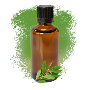 100% Pure Ravensara Essential <strong>Oil</strong> - Product Image 1