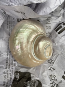 NATURAL GIFT FROM VIETNAM Large Size Trumpet Seashells Triton Seashell Conch <strong>Shells</strong> Natural Sea <strong>Shell</strong> - Product Image 5