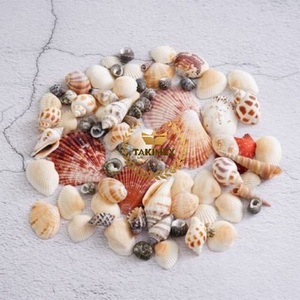 เปลือกหอยสำหรับงานฝีมือ-เปลือกหอยเชลล์-เปลือกหอยเป๋าฮื้อ - Product Image 3