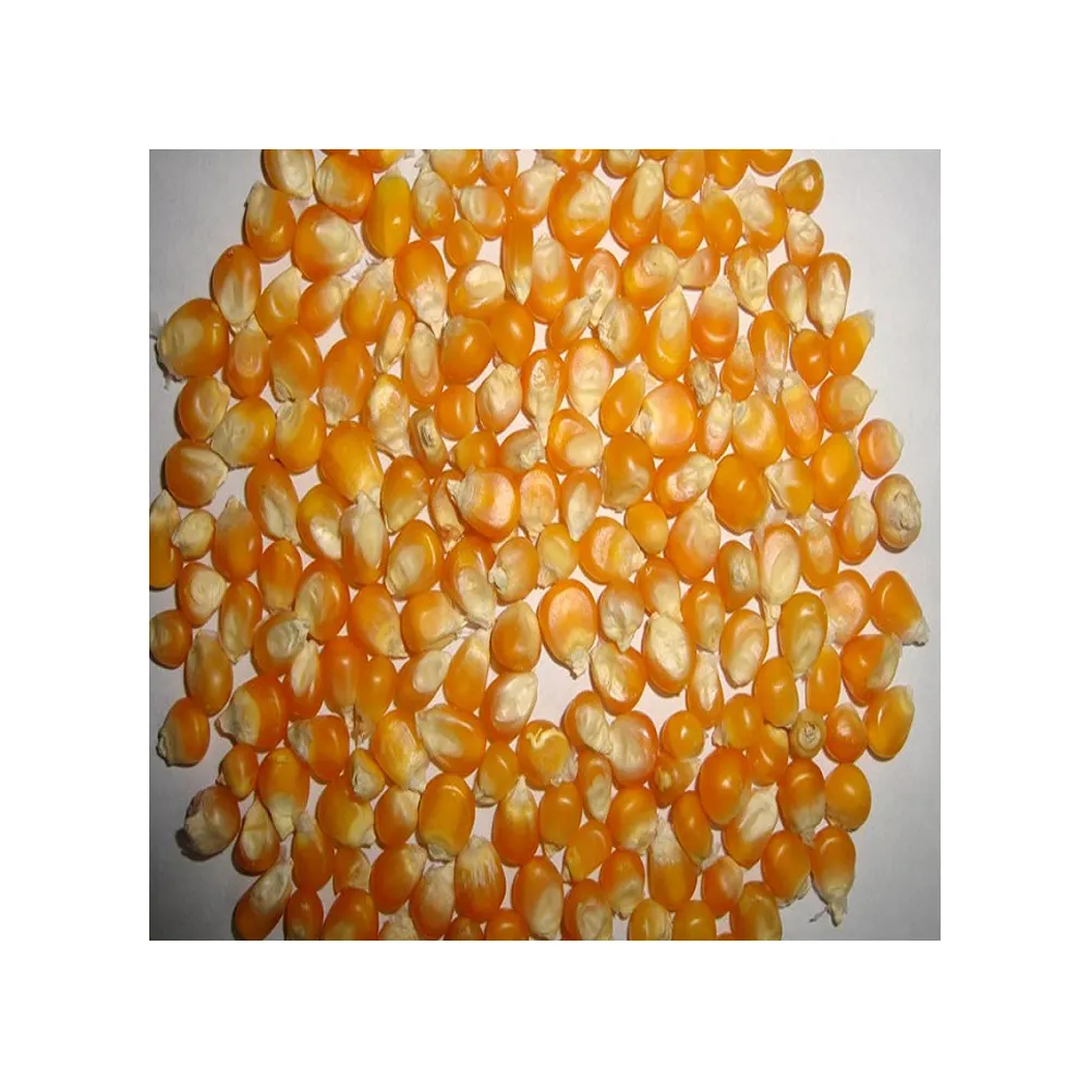 100% Gran jagung kuning kering kualitas alami murni/jagung dengan harga grosir terbaik