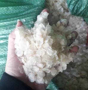 干骨刺鱼鳞胶原蛋白散装鱼鳞干罗非鱼来自99黄金数据越南