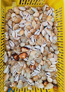 Dried Operculum Onycha Seashell <strong>Murex</strong> Conch Seashells Ceach Conch Seashells for Export From 1000KG - Product Image 2