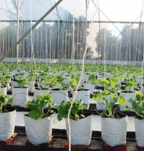 Factory Producing Single-span Agricultural Greenhouse Wire and Twine for Tying and <strong>Netting</strong> Made in Vietnam - Product Image 6