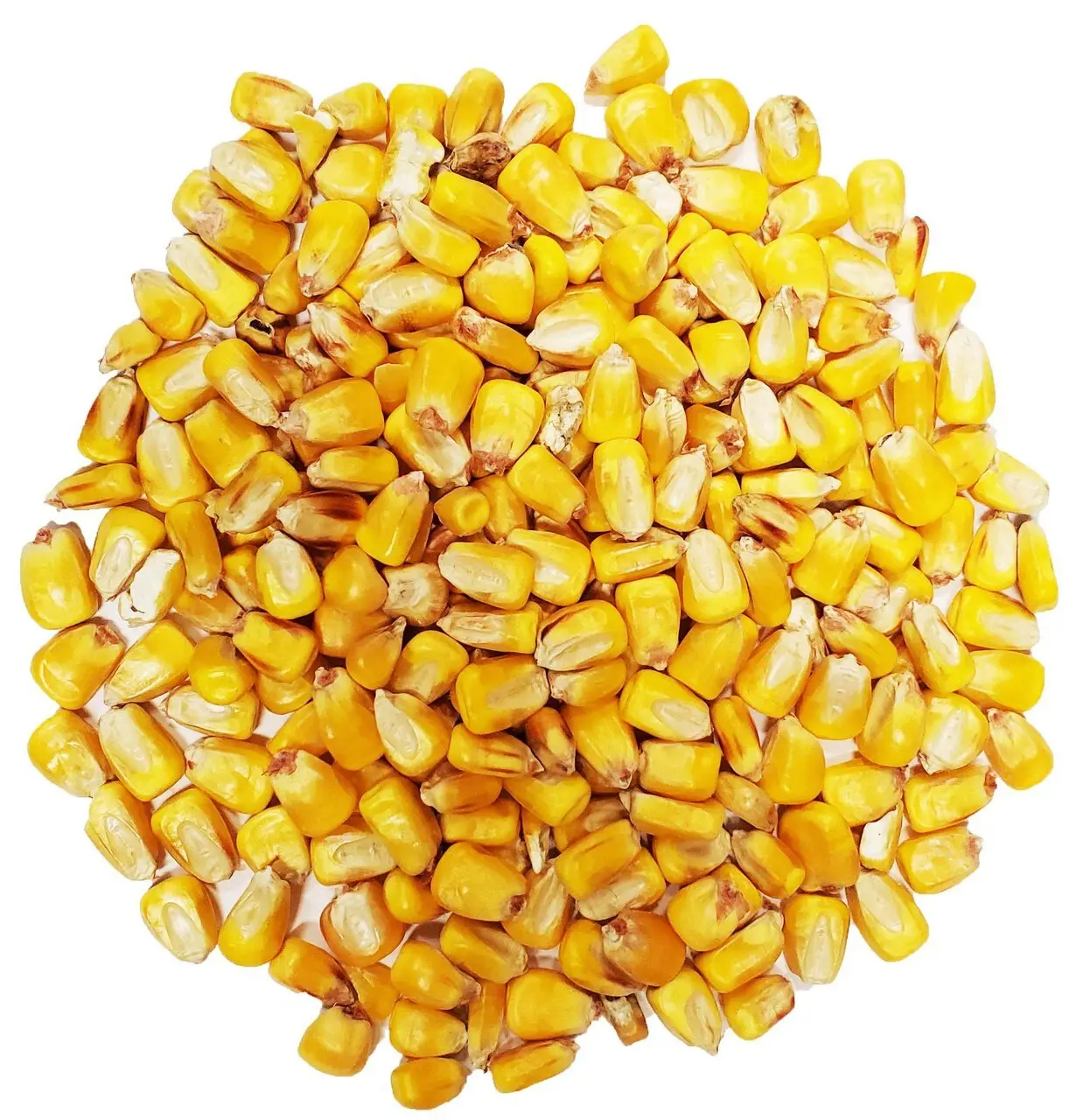 Ração animal de milho amarelo de alta qualidade disponível para exportação com melhor preço