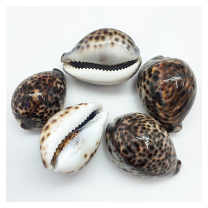Doğal kaplan Cowries deniz kabukları leopar benekli Cowry kabuk, ev için kahverengi ve beyaz Cowries, doğurganlık, zenginlik, refah - Product Image 1