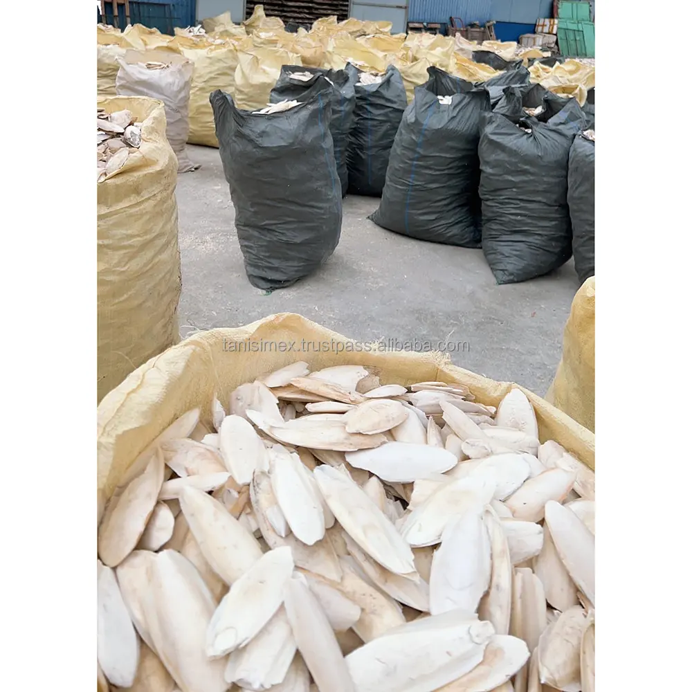 Cortlefish osso seca exportores sepia e fornecedor do vietnã | tanistx co., ltd