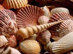 COLLECTED SEASHELLS / COASTAL HOME DECOR / DIY CRAFTING / ALL-NATURAL - Product Image 3