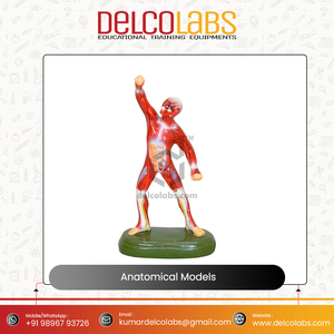 Öğrenciler için tıbbi bilim anatomik modeller İnsan kulak kalp beyin akciğerleri sindirim solunum sinir kafa dolaşım modeli - Product Image 4