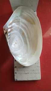 貝殻工芸品や貝殻の贈り物を作るための彫刻に使用するのに適したサイズ9.5インチの天然のアサリ貝殻 - Product Image 6