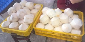 大量かつ競争力のある価格で輸出可能な新鮮なココナッツの多様性サイズ - Product Image 3