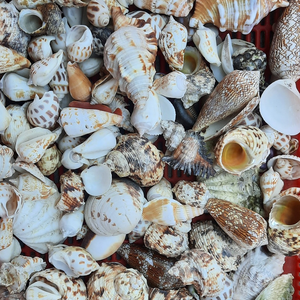 Vietnam Assorted Natural Seashells - Bulk Decorative Sea <strong>Shells</strong> in Mixed Shapes and Sizes for Handmade Projects - Product Image 2