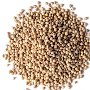 Düşük fiyatlarla toplu ihracat için mevcut mutfak kullanımı için otantik baharat sınıfı taze ham kişniş - Product Image 5