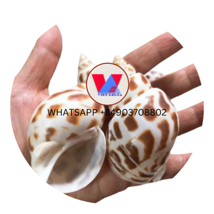 100% NATURAL SEASHELLS BABYLON AREOLATA <strong>SHELLS</strong> for DECORATION and DIY HANDMADE CRAFT GOOD PRICE/READY to SUPPORT in BULK - Product Image 2