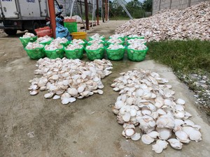 Seashells and Snail <strong>Shells</strong> for Sale - Product Image 6