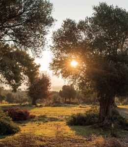 <span class=keywords><strong>D</strong></span>ầu ô liu nguyên chất p.<span class=keywords><strong>d</strong></span>.<span class=keywords><strong>o</strong></span>.-"Terra di Bari - Castel Del Monte" chiết <span class=keywords><strong>l</strong></span>ạnh 500 ml E - Product Image 2