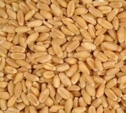 Grano tenero ucraino dorato con grano ad alto contenuto di glutine sfuso