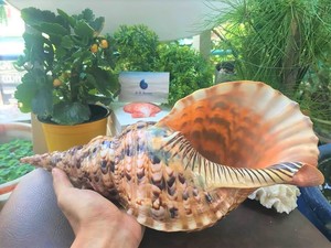 Натуральная раструбная раковина Triton/морская раковина для экспорта - Product Image 3