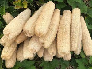 Güvenli ve biyobozunur lif kabağı sünger/banyo veya sabun veya vücut yıkama ile duş kullanılabilir. - Product Image 2