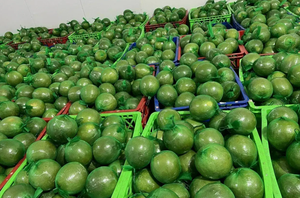 Vietnam'dan yüksek kaliteli yeşil tenli <span class=keywords><strong>Pomelo</strong></span> taze yeni ürün