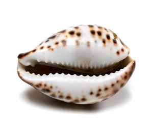 En çok satan dekorasyon kabuklu deniz hayvanı kabuğu/Cowrie kabuk Triton deniz kabuğu vietnam'dan yüksek kalite ile - Product Image 1
