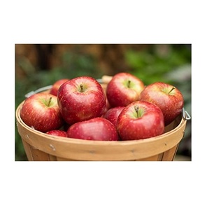 Sweet Fresh Royal Gala <strong>apple</strong> Fresh Fuji and Red Star <strong>Apples</strong> and Other Fresh Fruits at Wholesale Price in Bulk for <strong>Export</strong> - Product Image 2