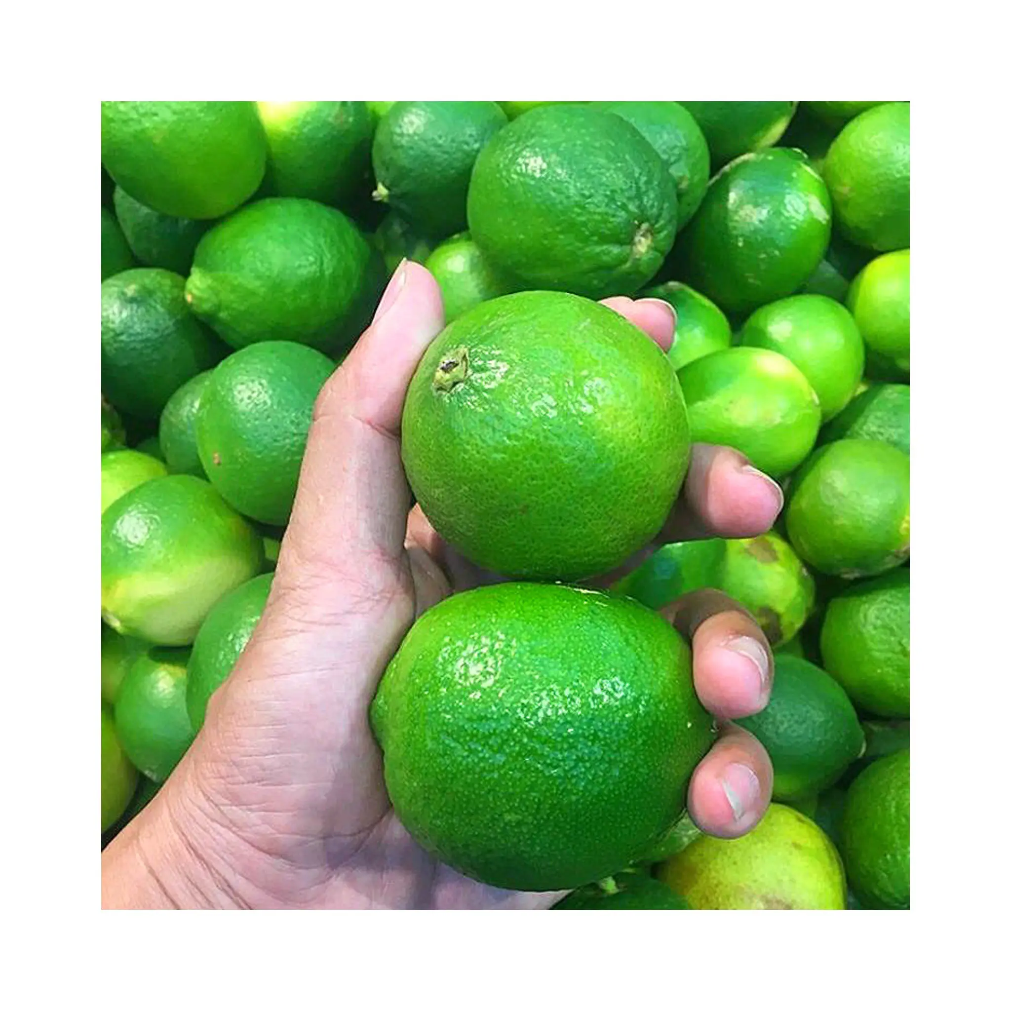 Fruits And Vegetables Fresh Lime Fast Delivery Natural Follow the Customer's Requirement Made in Vietnam Top Supplier 99GD